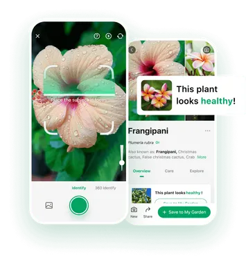Picture This – Ung dung nhan dien cay coi thong minh tren iPhone